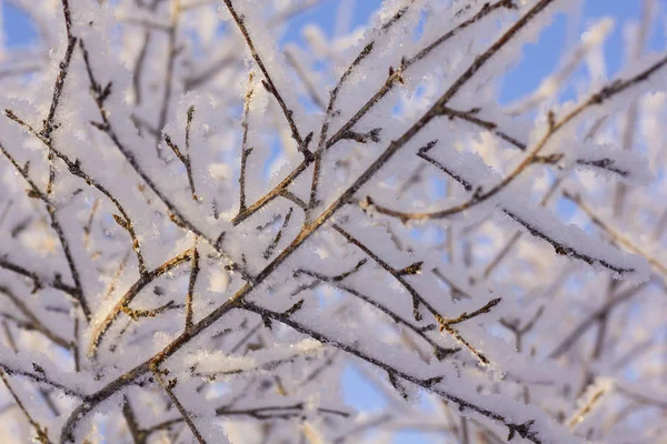 Fagyasztott fája a télen. Hóval borított fák előtt kék ég. Téli fagy erdő. Közelről. — Stock Fotó
