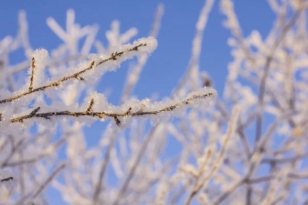 冬に冷凍の木。雪は青空の前に木を覆われました。冬の霜森。クローズ アップ. — ストック写真