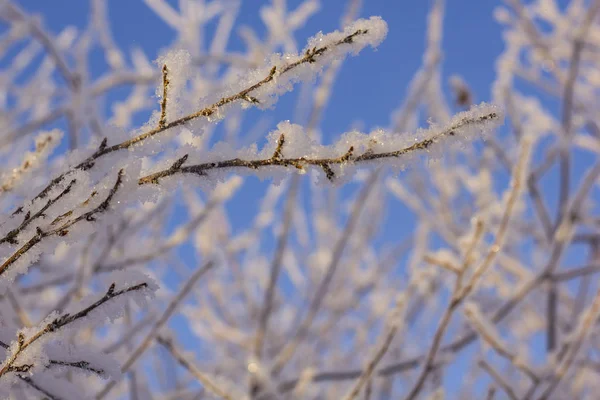 Fagyasztott fája a télen. Hóval borított fák előtt kék ég. Téli fagy erdő. Közelről. — Stock Fotó