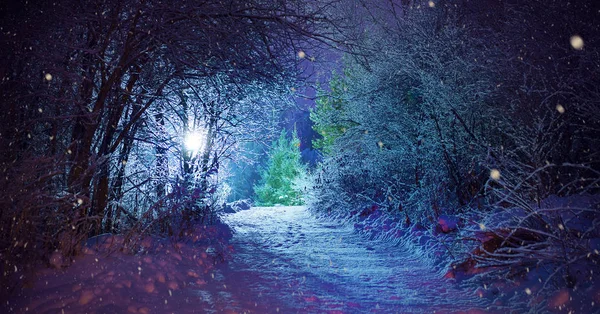 Ağaçlar kar, karanlık gökyüzü ve kar yağışı ile parlayan fener ile kaplı. Park sahne. Gece vurdu.