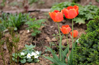 Yakın plan renkli laleler çiçek ve doğa bahçesinde güzel çiçekler.