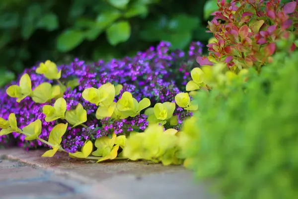 Sarı tuğlalı duvarda doku ve arka plan için renkli sürüngen bitkisi. Kekik çiçek açar
