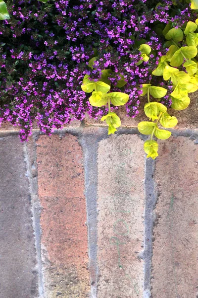 Planta de enredadera colorida en la pared de ladrillo amarillo para textura y fondos. El tomillo florece —  Fotos de Stock