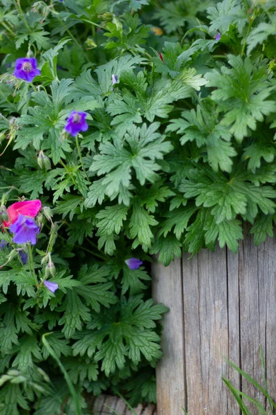 Yaz bahçesinde yaprakları olan eski ahşap bir arka plan.