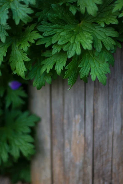Viejo fondo de madera con hojas de plantas en un jardín de verano —  Fotos de Stock
