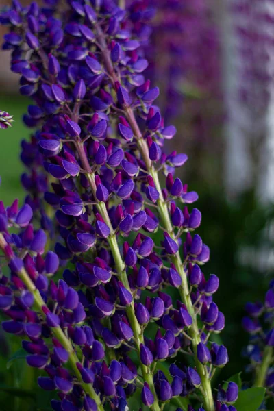 Vue rapprochée des fleurs colorées de Lupinus, connues sous le nom de lupin ou lupin, violet, bleu, en pleine floraison dans un jardin de printemps — Photo