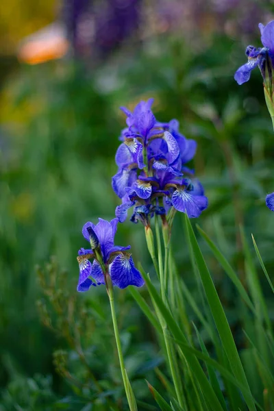 Kapalı alanda iris çiçeği, bahçede mavi iris çiçeği — Stok fotoğraf