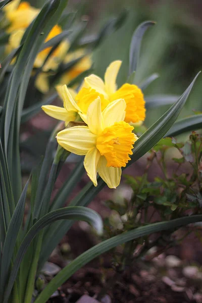 Bahardaki sarı nergisler. Fotoğrafı kapat.