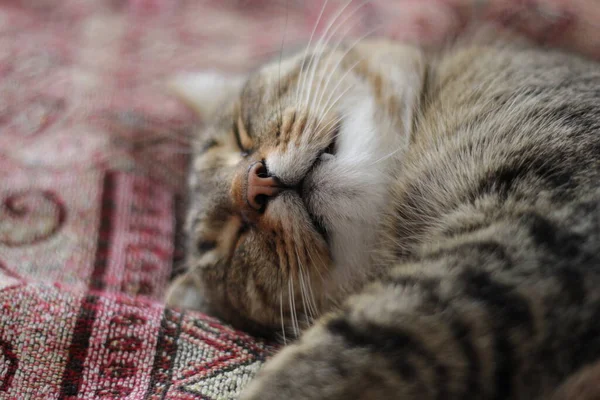 Yatakta uyuyan kedi. Fotoğraf kapanışı.