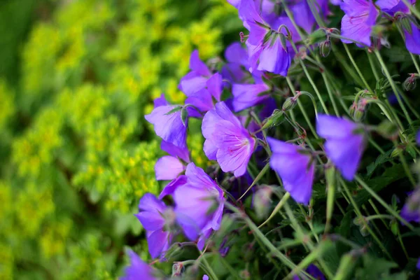 Heel veel ruiten. Blauw en geel. Tuingeraniums bloeien.. — Stockfoto