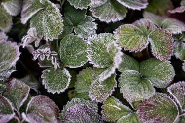 Buz Fabrikası. Kapanış fotoğrafı