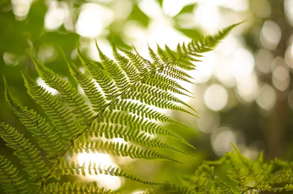 Eğrelti otu yaprağı bokeh ışık