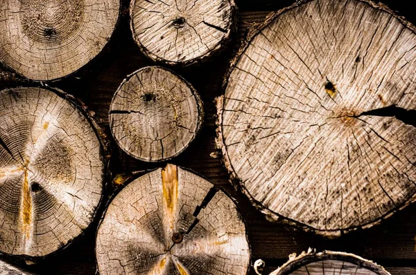 Yuvarlak yıllık halkalar ve çatlaklar ile ağaçları kesti.