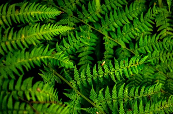 Naturlig blommig ormbunke bakgrund. — Stockfoto