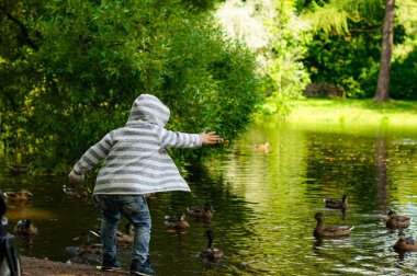 Park havuzunda ördek besleyen küçük çocuk.