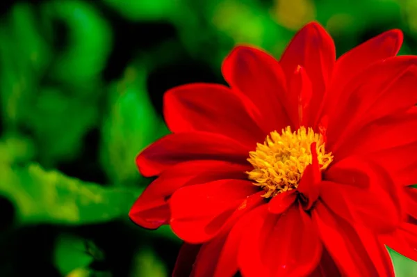 Zinnia elegans vermelho brilhante . — Fotografia de Stock