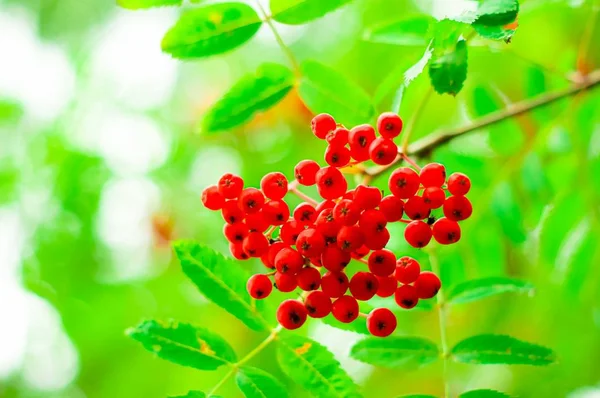 Mountain ashberry or rowan tree in autumn. — Stock Photo, Image