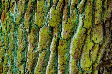 Yosun ve linchen ile Kabuğu