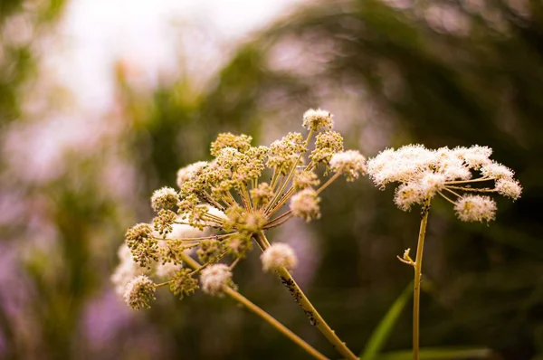 Hierba silvestre de angélica cubierta de pulgones . — Foto de Stock