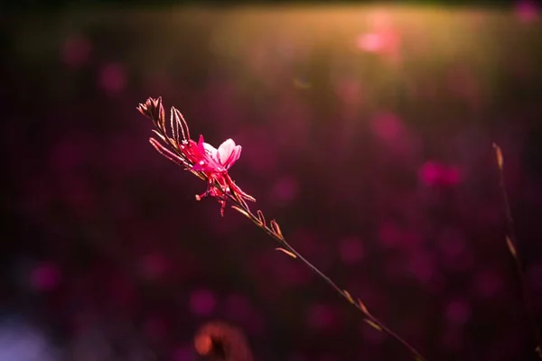 Красивые сиреневые луговые цветы на закате . — стоковое фото