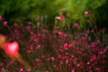 Gün batımında güzel leylak çayır çiçekleri.