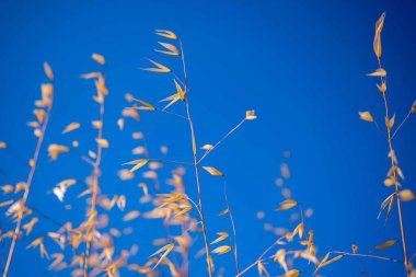 Kuru altın otlu güzel çayır.
