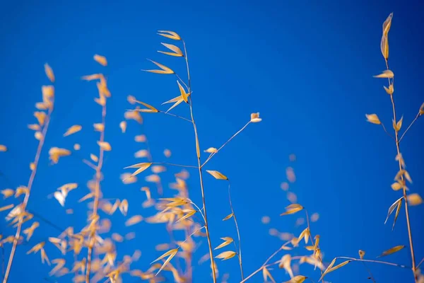 Krásná louka se suchou zlatou trávou. — Stock fotografie