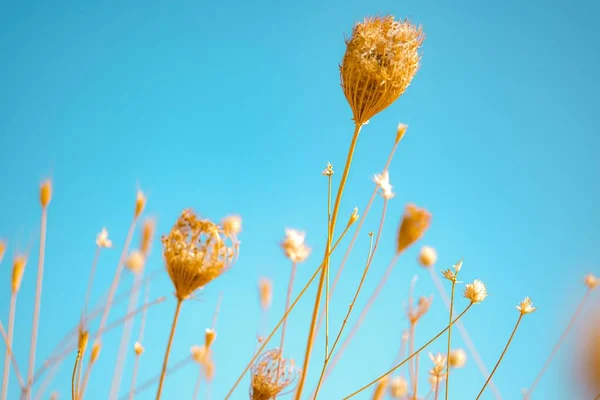 Hermosa pradera con hierba dorada seca . — Foto de Stock