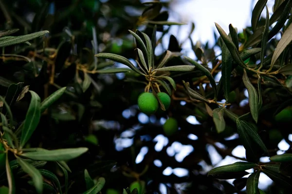 Szczegóły dotyczące gałązki drzewa oliwnego — Zdjęcie stockowe