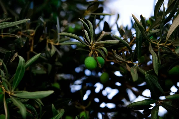 Zeytin ağacı dalının ayrıntıları — Stok fotoğraf