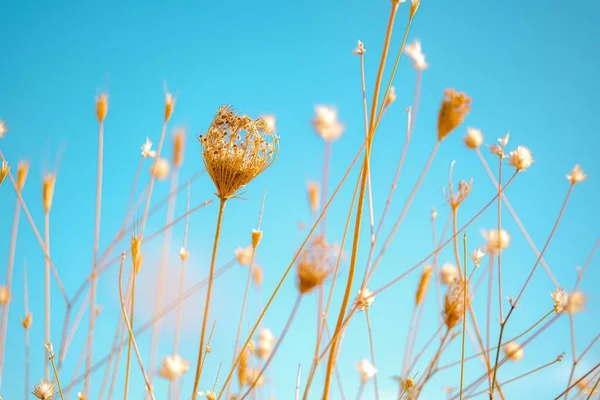 Krásná louka se suchou zlatou trávou. — Stock fotografie