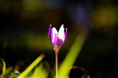 Sonbahar gülü, çayır gülü..