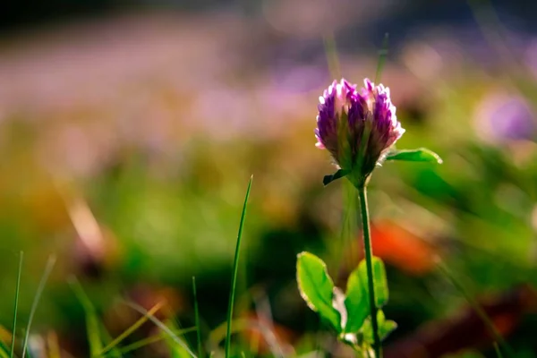 Flowering beautiful red clover in meadow