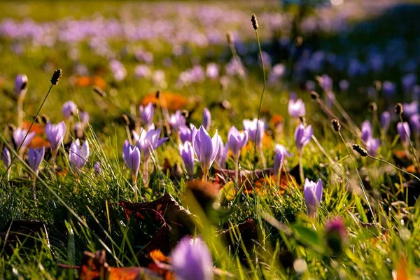 Podzimní krokus, louka suffron. — Stock fotografie