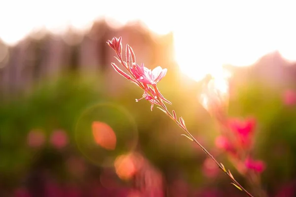 Hermosas flores de pradera lila al atardecer . — Foto de Stock