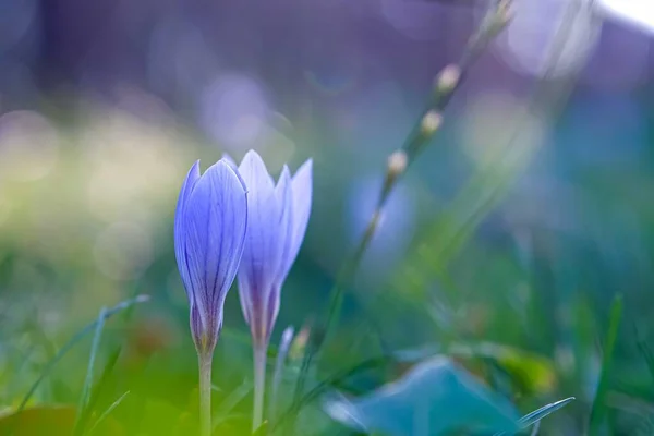 Podzimní krokus, louka suffron. — Stock fotografie