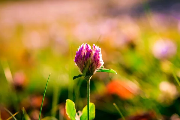 Květu krásné jetel luční louce — Stock fotografie