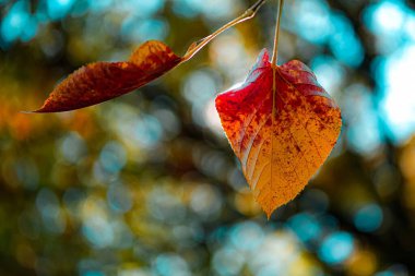 Sonbahar ormanında yapraklar