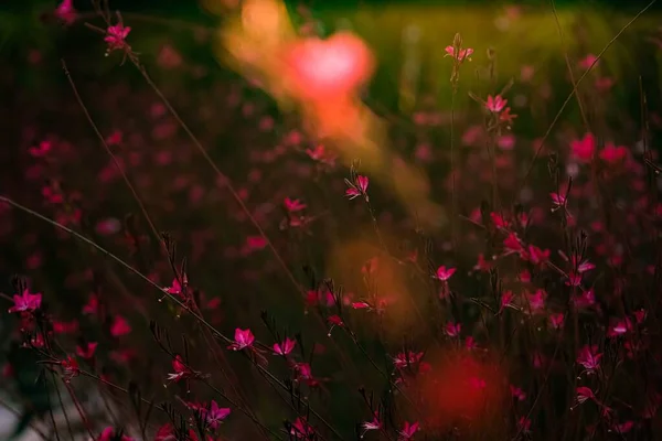 Красивые сиреневые луговые цветы на закате . — стоковое фото
