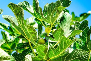 güneşli bir ağaç üzerinde taze incir