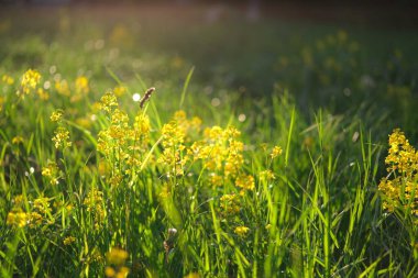 Yaban çiçekleriyle dolu yaz çayırı.