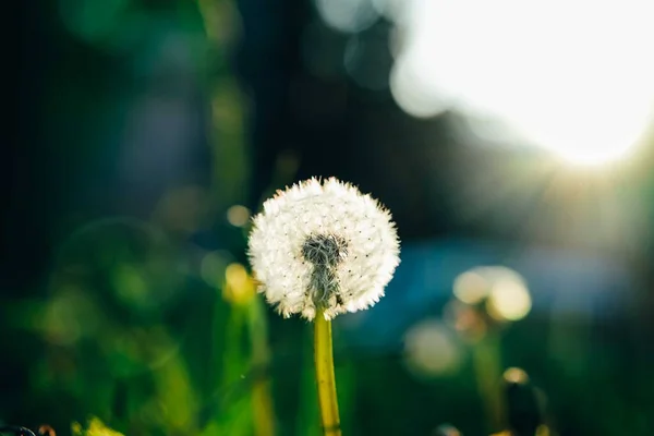 Diente de león en el prado contra la luz del sol — Foto de Stock