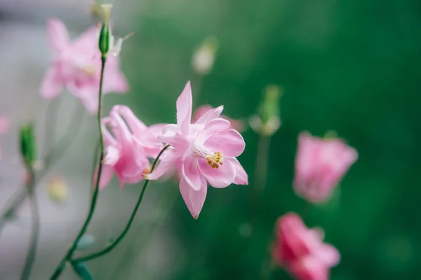 Розовые цветы на фоне лилии Кринум . — стоковое фото