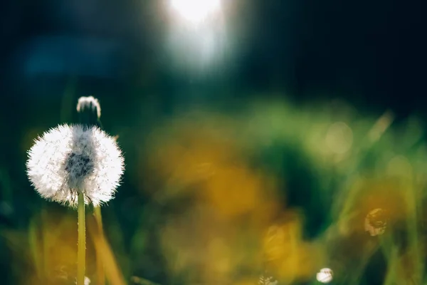 Dandelion di padang rumput musim panas di latar belakang sinar matahari — Stok Foto