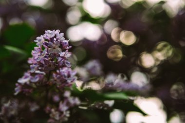 Güzel bahar ya da yaz arkaplanı.