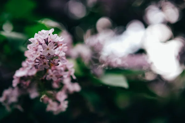 Hermoso fondo de primavera o verano lila . — Foto de Stock