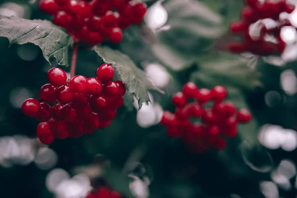 Cluster de fundo natural Viburnum — Fotografia de Stock