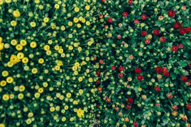 Kasımpatı, sonbahar papatyası. Sonbahar çiçekleri.