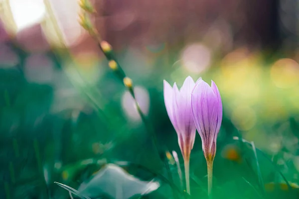 크로커스 꽃 자연의 봄 배경 — 스톡 사진