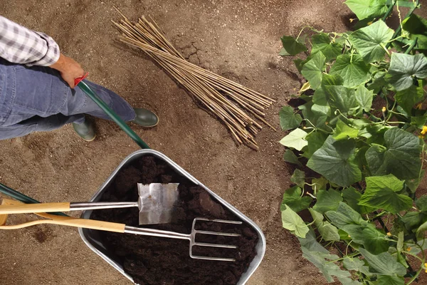 Man Stokken Boer Werken Moestuin Kruiwagen Vol Meststof Met Spade — Stockfoto